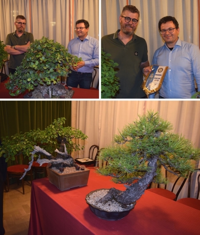 Giovedì 25 Maggio 2018: Bonsai, quando un albero si fa piccolo per essere toccat - ROTARY CLUB di CENTO